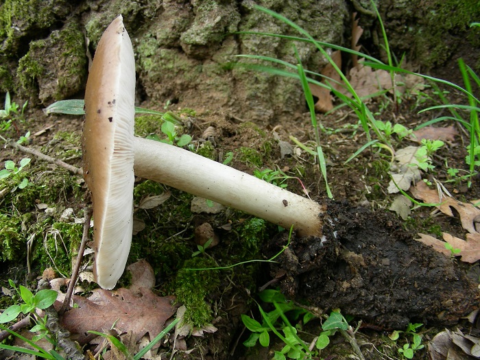 656 Aprile vecchio ritrovamento